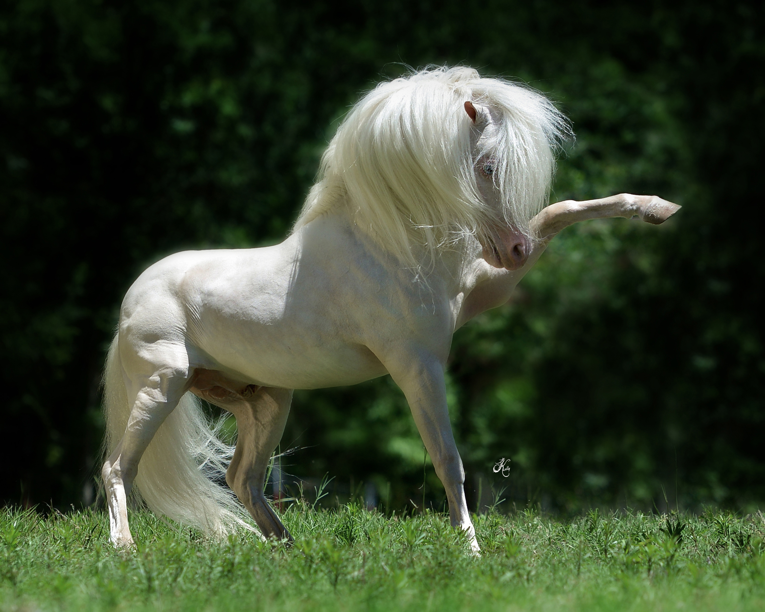 Horses With Great Hair - First Knights Billy Idol